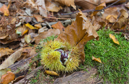 CC在线压力测试
